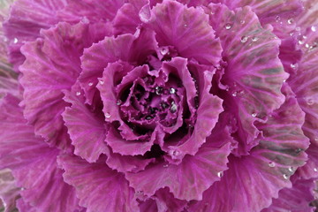 雨に濡れた紫の葉牡丹の壁紙