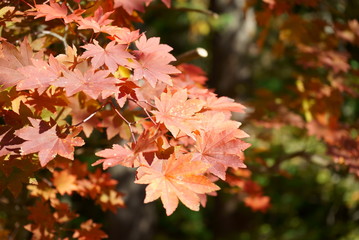 Japanese red maple autumn leaves