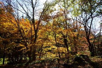 Japanese autumn mountains and river