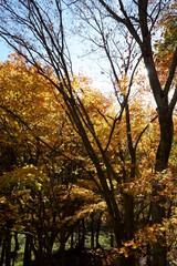 Japanese autumn mountains and river