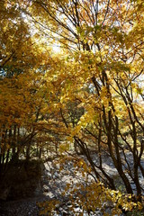 Japanese autumn mountains and river