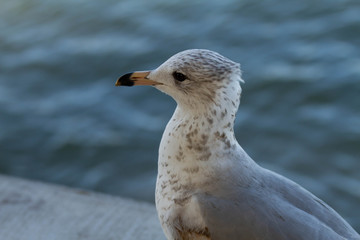 seagull on the beach