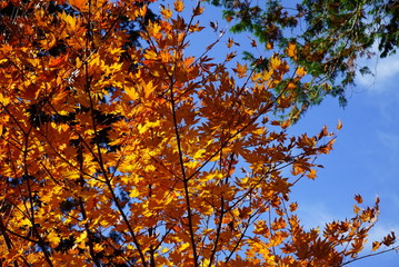 Japanese red maple autumn leaves