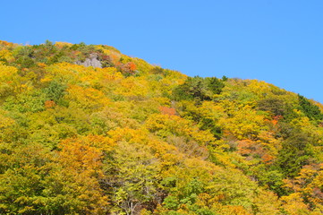 Fototapeta premium Japanese autumn forest and dam lake