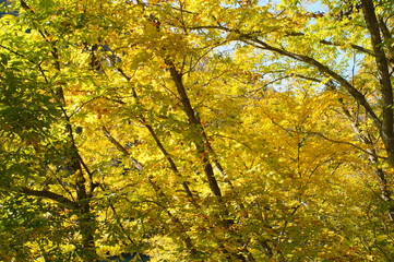 Japanese autumn forest and dam lake