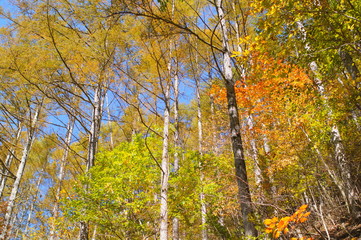 Japanese autumn forest and dam lake