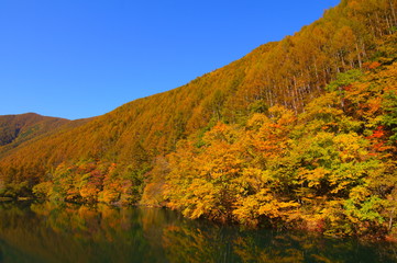 Japanese autumn forest and dam lake