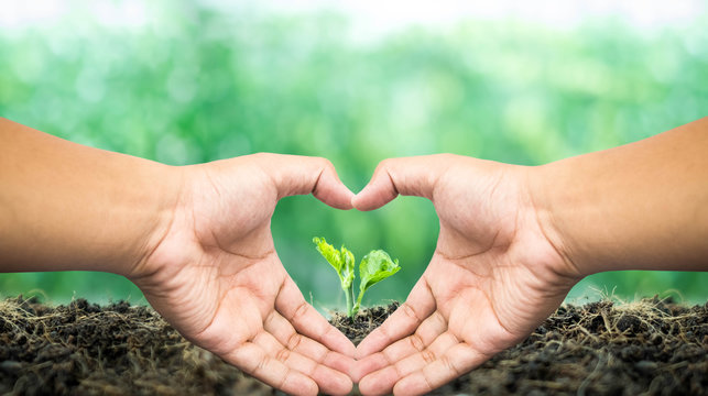 Heart shaped hand surrounded small tree born on a ground for renewable, sustainable development over blurred green nature background.  environment concept.Ecology concept.