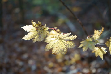 Japanese autumn mountains and river