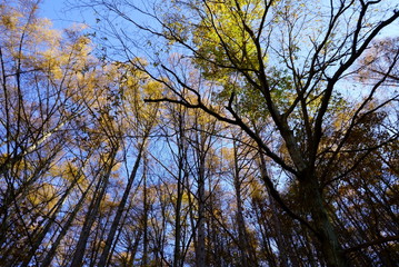 Japanese autumn mountains and river