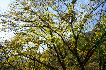 Japanese autumn mountains and river