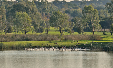 waterbirds on country lake