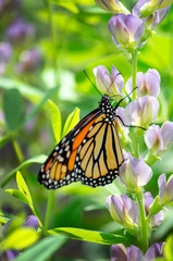 A delicate monarch butterfly rests on a colorful flower in a pretty garden