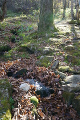 Japanese mountain stream and moss