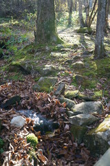 Japanese mountain stream and moss