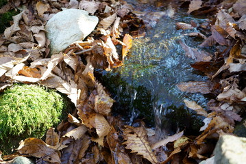 Japanese mountain stream and moss