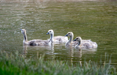 A flock of baby geese stick together in a large pond, happy brothers and sisters!