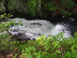 Japanese mountain stream and moss