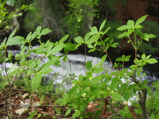 Japanese mountain stream and moss