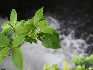 Japanese mountain stream and moss