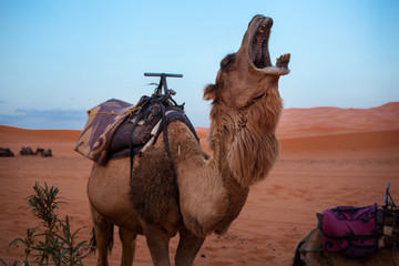 yawning camel in the Sahara Desert, Morocco
