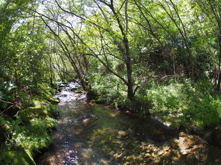 Japanese forest and mountain stream water