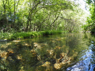 Japanese forest and mountain stream water