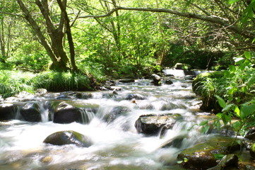 Japanese forest and mountain stream water