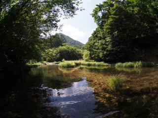 Fototapeta na wymiar Japanese forest and mountain stream water