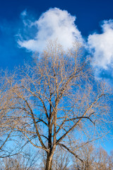 picturesque view of beautiful bare trees on background of blue spring sky