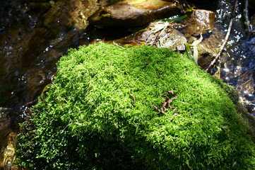 Japanese mountain stream and moss
