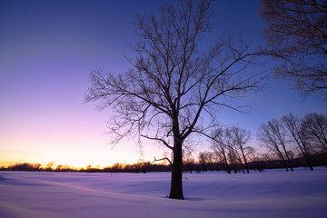 amazing landscape with frozen snow-covered trees in winter morning 