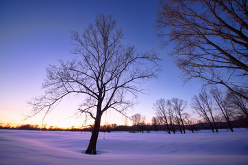 Fototapeta na wymiar amazing landscape with bare tree on frozen snow-covered meadow near forest in winter early morning 