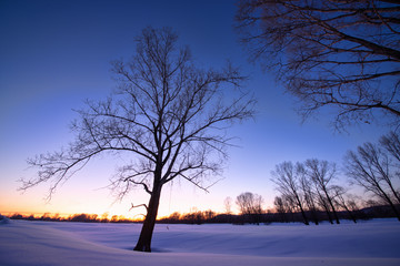 amazing landscape with bare tree on frozen snow-covered meadow near forest in winter early morning 