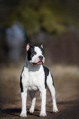 dog american staffordshire terrier