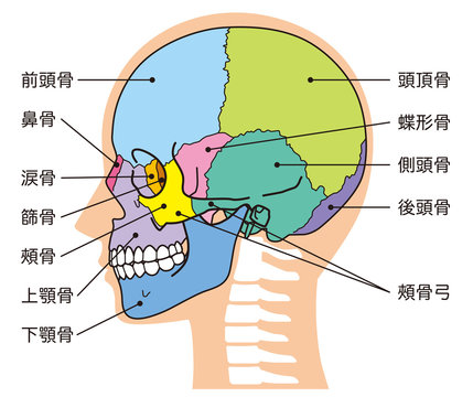 前頭骨 Photos Royalty Free Images Graphics Vectors Videos Adobe Stock