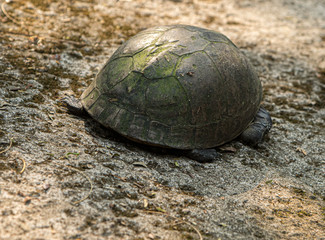 turtle on the road