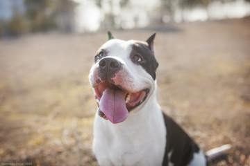 dog american staffordshire terrier
