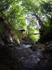 Japanese forest and mountain stream water