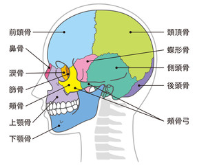 頭蓋骨　頭部の骨　名称