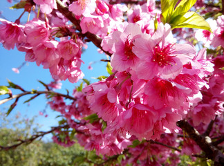 Wild Himalayan Cherry Closeup Background Blur