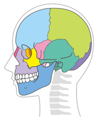 頭蓋骨　頭部の骨