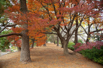 Naklejka na ściany i meble autumn leaves in a Japanese park