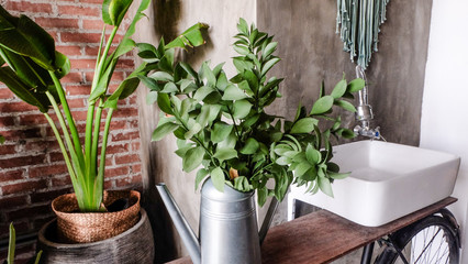  Green plants in the house