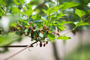branch of mulberry tree