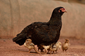 portrait of hen or the chicken and her baby on out door 