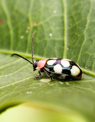 Naklejka premium ladybug black and white in a leaf