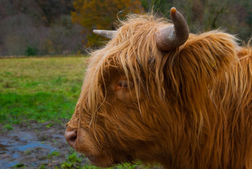 Closeup of highland cow in a field 

