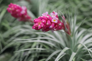 Obraz premium Close up Tillandsia hanging in a garden.Tillandsia plant commonly known as Airplants.