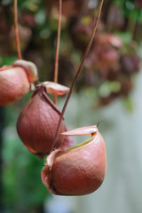 Tropical pitcher plants or monkey cup.Selective focus Nepenthes plant in the garden.